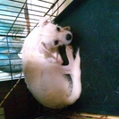 雑種犬差し上げます！