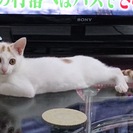 生後４ヶ月の人懐っこい子猫ちゃんです♪