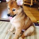 子犬の里親探しています。