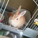 ピーターラビットみたいな顔立ちのミニウサギ♀
