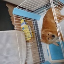里親募集してます。