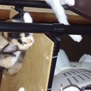 子猫の里親様