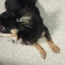 チワワ  女の子  成犬