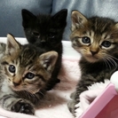 子猫の里親さま、募集してます！