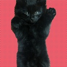 急募！黒猫(子猫)の里親探してます。