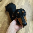 ミニチュアダックス４歳メス