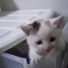 三毛の子猫の里親募集☆