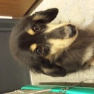 ﾀﾞｸｯｽ ﾒｽ 6才