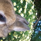ネザーランドのうさぎです。