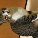 里親見つかりました