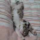 子猫里親募集　決まりました。ありがとうございます