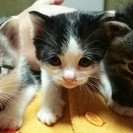 11月13日生まれました。鼻筋が白い子がとても可愛いです。