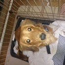 里親様決まりました