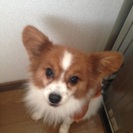 新しいご家族にお迎え下さい！