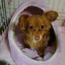 生後7ヶ月のチワックスです☆