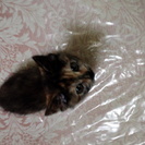 子猫の里親募集