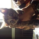 子猫の里親募集 - 和歌山市