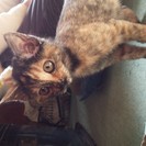 子猫の里親募集 - 猫