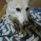 2カ月ぐらい飼い犬を預かってくれる方探してます