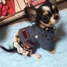 里親様探しております
