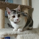 生後３ヶ月子猫の里親様を募集します！