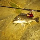 釣り友募集