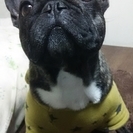幸手市付近で