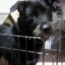 可愛がっていくれる里親募集