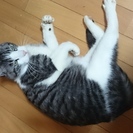 8才くらいの雄です。