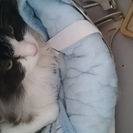 10才くらいの老猫ですが元気です。