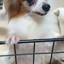 里親様決定致しました。ありがとうございました。パピヨン４才♀