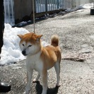 5才 柴犬(雌)