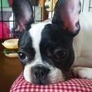 （最後に追記あり）一歳半のフレンチブルドックです。