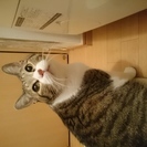 2歳♂雑種です。