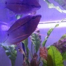 【熱帯魚】パールグラミー等 - その他