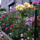 バラを愛する薔薇友募集♪