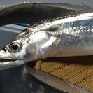 釣り、楽しみましょう〜♪