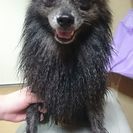里親様決定致しました。ありがとうございました。ポメラニアン４才女の子