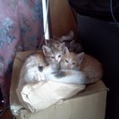 野良猫から生まれた子猫6匹を保護しています。