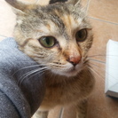 茶トラ1歳満たないくらい★