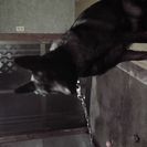 犬の里親募集してます。