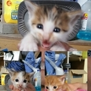 ありがとうございました。
