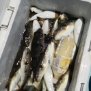 来週28日釣り