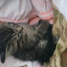 里親探し中です