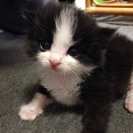 保護猫。可愛いハチワレにゃんこ
