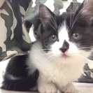 甘えん坊の可愛い仔猫です。