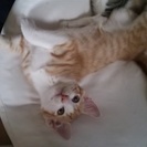 【成約となりました】人懐っこい子猫×4匹の里親さんを募集