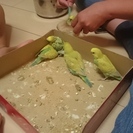 セキセイインコの雛