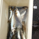 6月22日アジ釣り潮干狩り - 葛飾区
