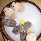 終了＊ﾄﾞﾜｰﾌﾊﾑｽﾀｰの里親サマ募集o,+:｡☆.*・+｡
